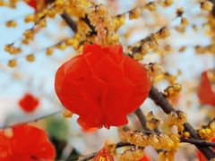 -三圣花乡旅游区