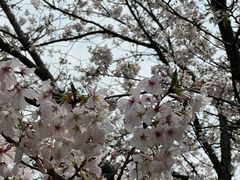 -平湖九龙山旅游度假区