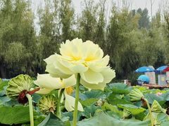 -荷花大观园