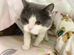 -纳吉亚猫专科动物诊疗中心(蒋宅口分院)