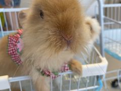 -怪兽屋·羊驼·猫咖·狗咖(俊华广场店)