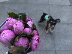 -循礼门鲜花花市(武汉循礼门店)