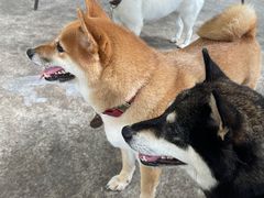 -柴犬高等学院·狗咖·柴犬售卖·宠物训练