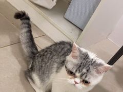 -佳雯宠物医院·皮肤科·内外科(春晓路分院)