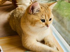 -猫和宫(六道口店)