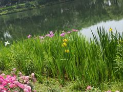 -金银湖国家城市湿地公园