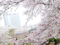 -嘉定紫藤园