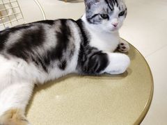 -藏猫猫咖啡主题馆(中央大道店)