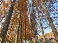 -黄海国家森林公园