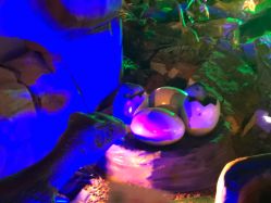 -恐龙探索乐园(磁器口店)