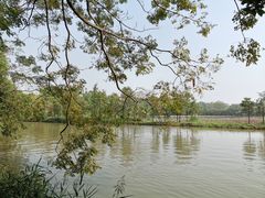 -大湾区中央湿地公园