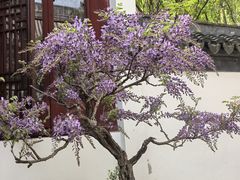 -秋霞圃