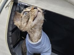 -爱侣宠医·鹦鹉专科·小型哺乳类·异宠专科(灵石路店)