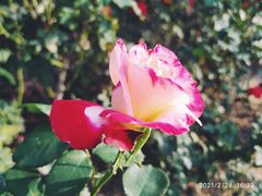 -文华公园(禅城区)