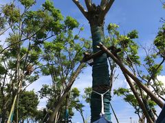 -春花秋色城市公园