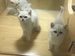-屋虎猫馆(宝安大仟里店)