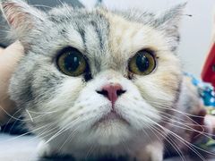 -四月宠物医院·猫专科·心脏专科·内科(转塘店)
