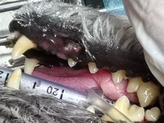 -博特宠物医院24h犬猫全科.骨科·异宠