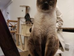 -猫友咖啡店(玉林西路店)