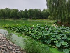 -燕郊植物园