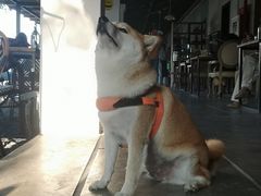 -喜洲吧·江畔老船厂·庭院餐厅(喜临院店)