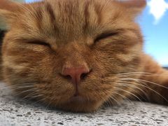 -喵屿·大理花园猫咖