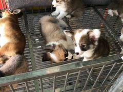 -中环花鸟鱼虫市场