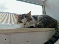 -喵屿·大理花园猫咖