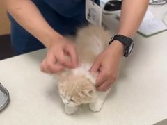 -瑞派康怡24h宠物医院·犬猫医疗中心·微创绝育(瑞景分院)