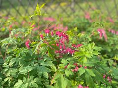 -黑龙江省森林植物园