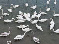 -烟墩角天鹅湖