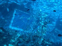 -海棠湾洲际-涛·海底餐厅·美人鱼·自助餐·海底隧道