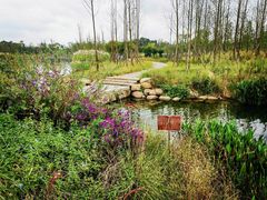 -白鹭湾湿地公园