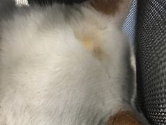 -伟伟宠物医院·CT影像中心·瑞派犬猫综合性门诊(汉口总院)