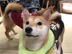 -逗柴咖啡屋·狗咖猫咖宠物桌游