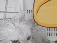 -瑞派康怡24h宠物医院·犬猫医疗中心·微创绝育(瑞景分院)
