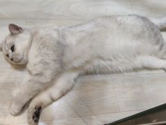 -藏猫猫咖啡主题馆(中央大道店)