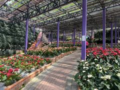 -金马仑薰衣草花园(Cameron Lavender)