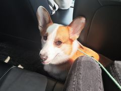 -顺强宠物诊所·狂犬免疫·夜诊·骨科(嘉定店)