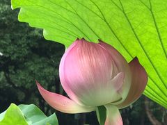 -陈家山荷花公园