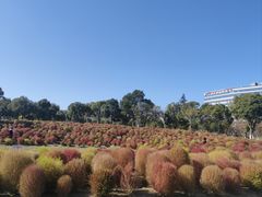 -春花秋色城市公园