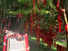 -广州白江湖森林公园