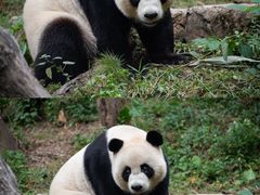 -广州长隆野生动物世界