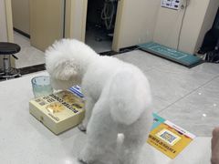 -安安宠医宠物医院·异宠·犬猫内科(岳阳分院)