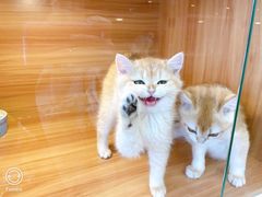 -猫十亿·布偶金渐层·曼基康矮脚猫舍(青年路店)