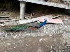 -栾川竹海野生动物园