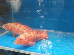 -T11生鲜超市(朝阳公园店)