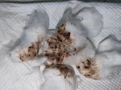-芭比堂动物医院广州顽皮分院