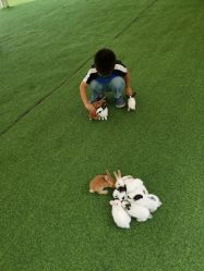 -萌宠亲子动物乐园(槐房万达店)