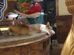 -more than meow吴止猫主题餐厅(承德 中船汇店)